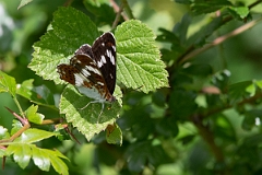 David Plant Photography - Wildlife Photography - White admiral - B